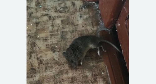 Дезинфекция от мышей в Гаврилов-Яме