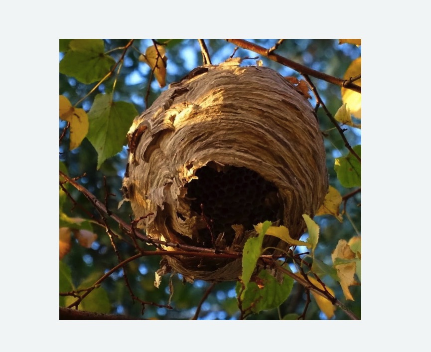 Обработка от шершней в Гаврилов-Яме