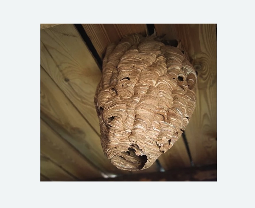 обработка от шершней в Гаврилов-Яме