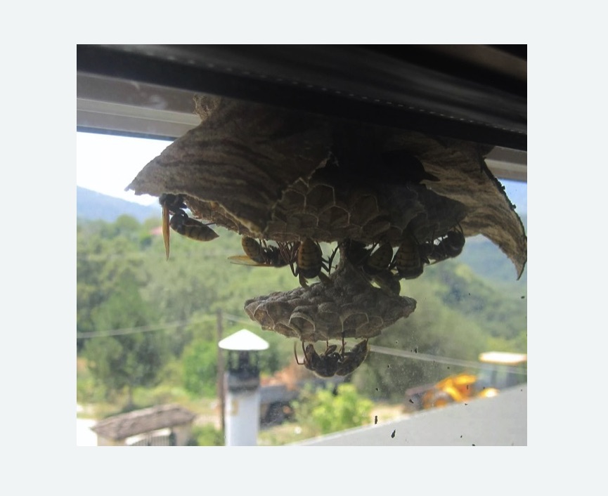 Уничтожение гнёзд шершней в Гаврилов-Яме