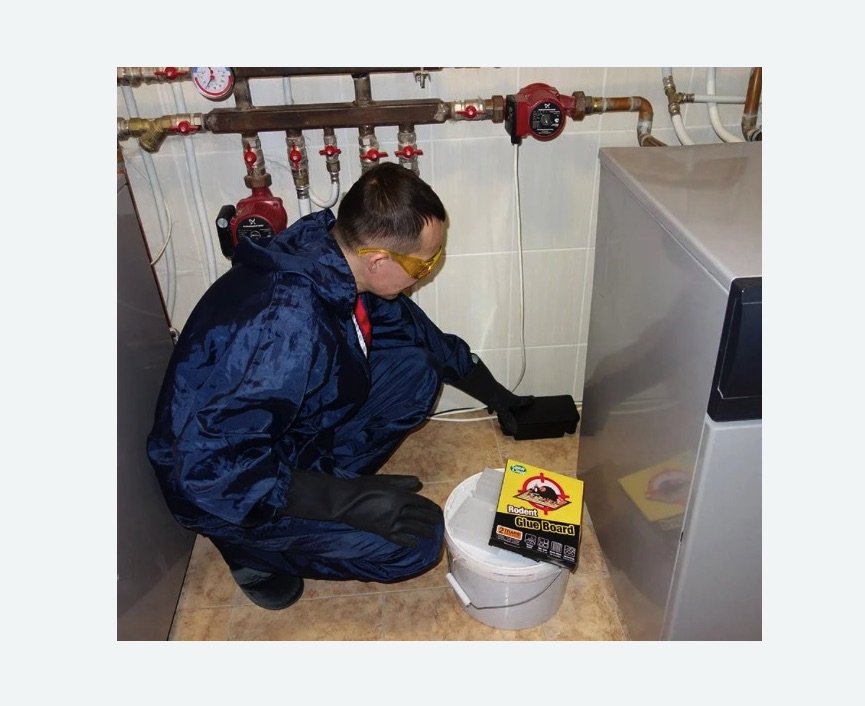 Уничтожение крыс в Гаврилов-Яме