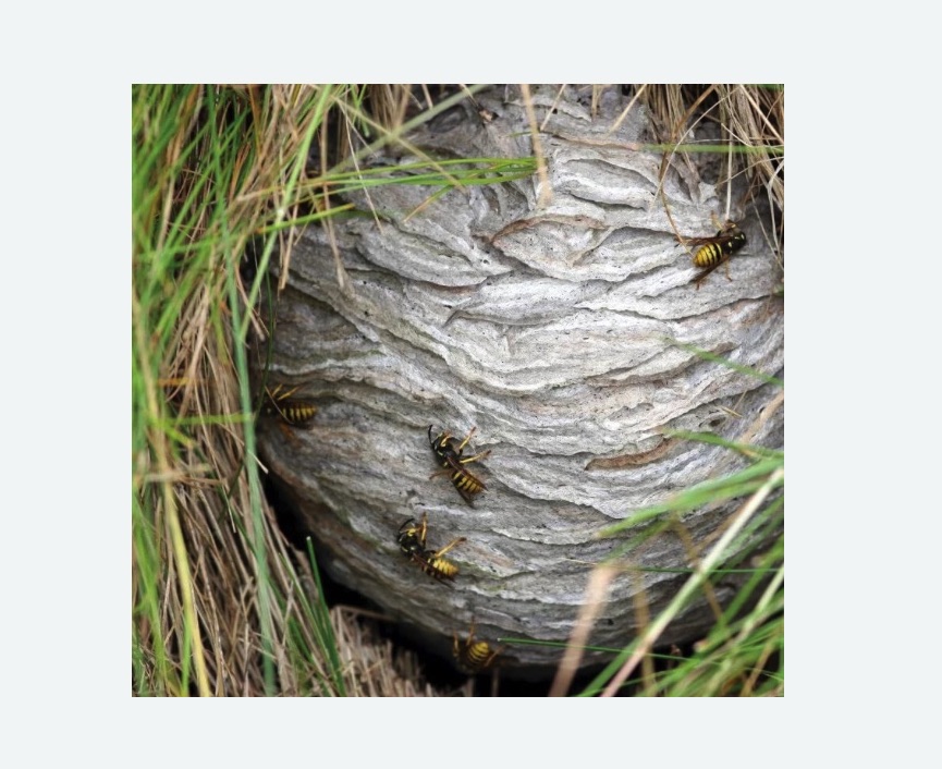 Уничтожение ос и ульев в Гаврилов-Яме